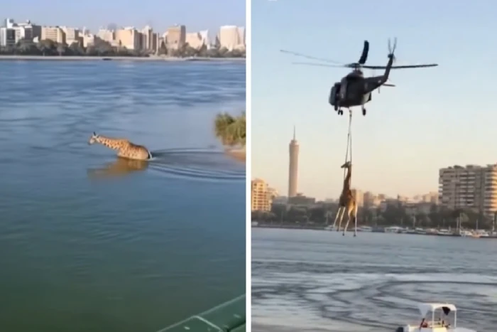هليكوبتر يحمل الزرافة بالذكاء الاصطناعي