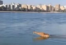 زرافة في نهر النيل بالذكاء الأصطناعي