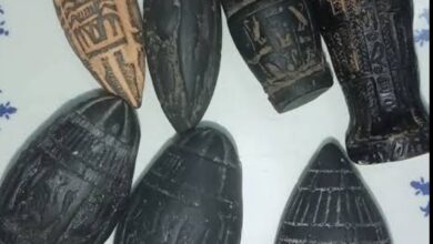 بلح فرعوني أرشيفية