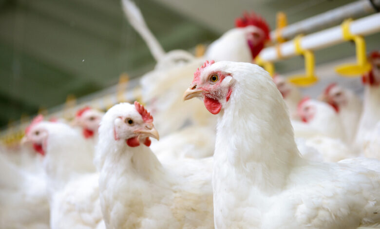 دواجن أرشيفية